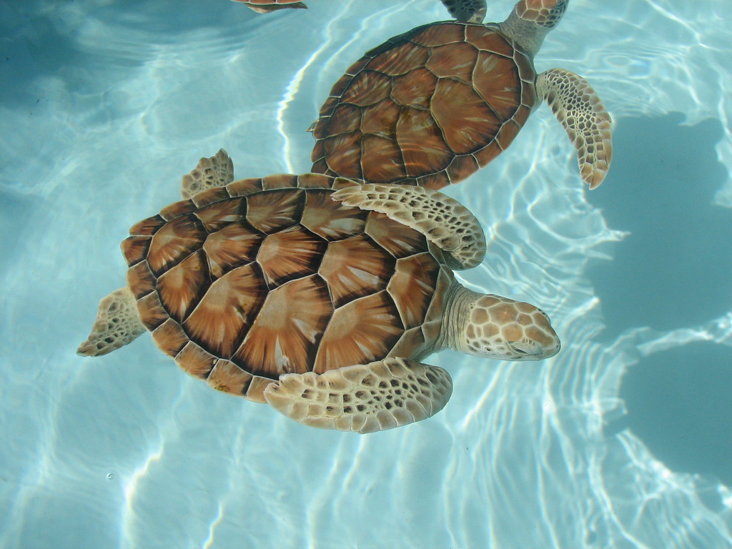 345460909 c0c3485821 b