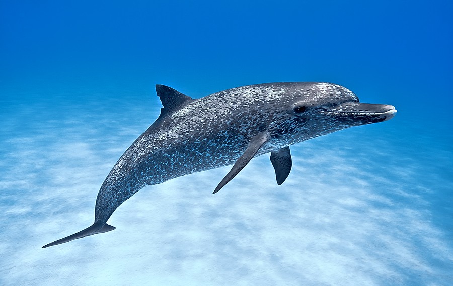 Atlantic spotted dolphin 3