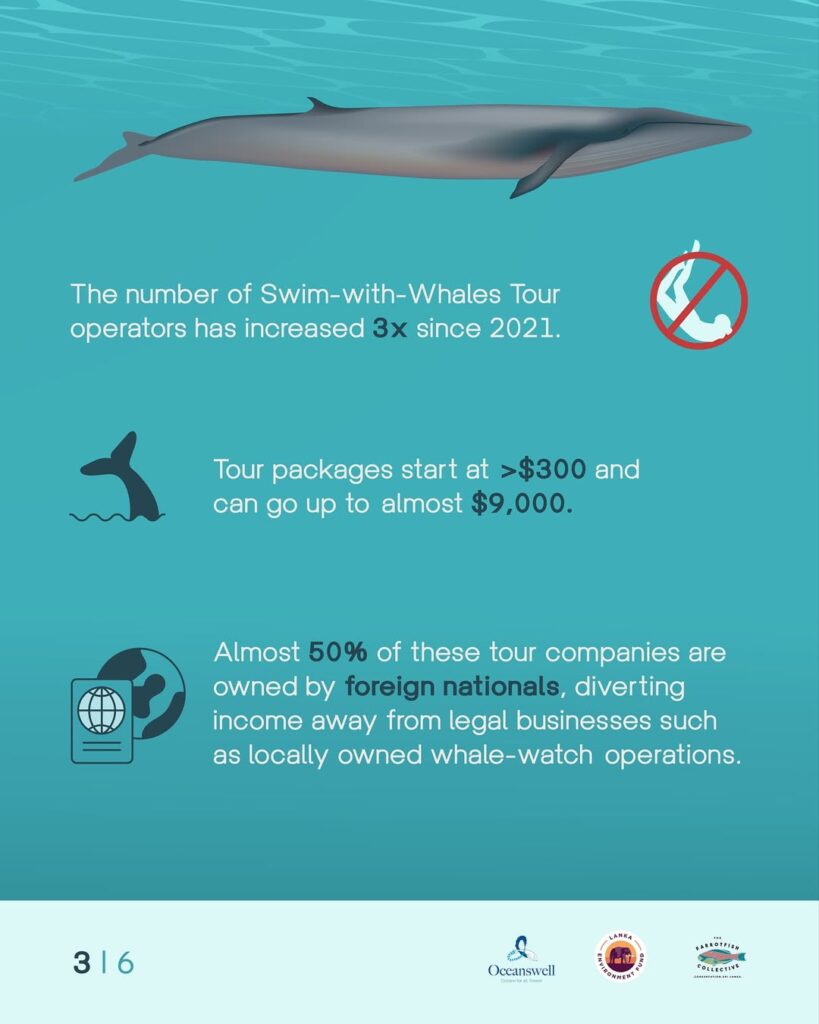 Since 2012, swimming or snorkelling with whales has been illegal in sri lanka under the fauna an (2)