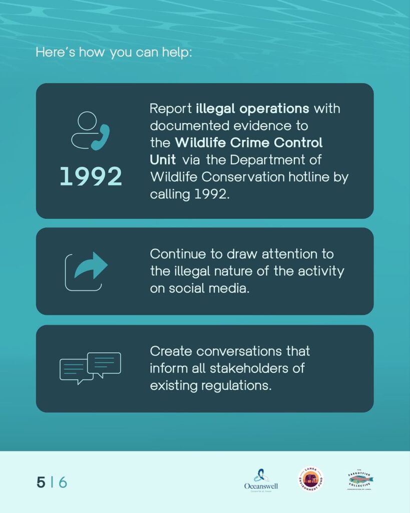 Since 2012, swimming or snorkelling with whales has been illegal in sri lanka under the fauna an (4)