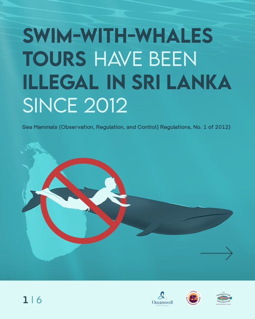 Since 2012, swimming or snorkelling with whales has been illegal in sri lanka under the fauna an