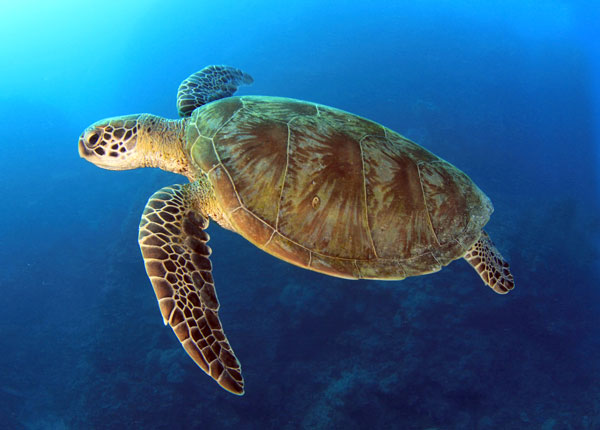 Australia pacific loggerhead web