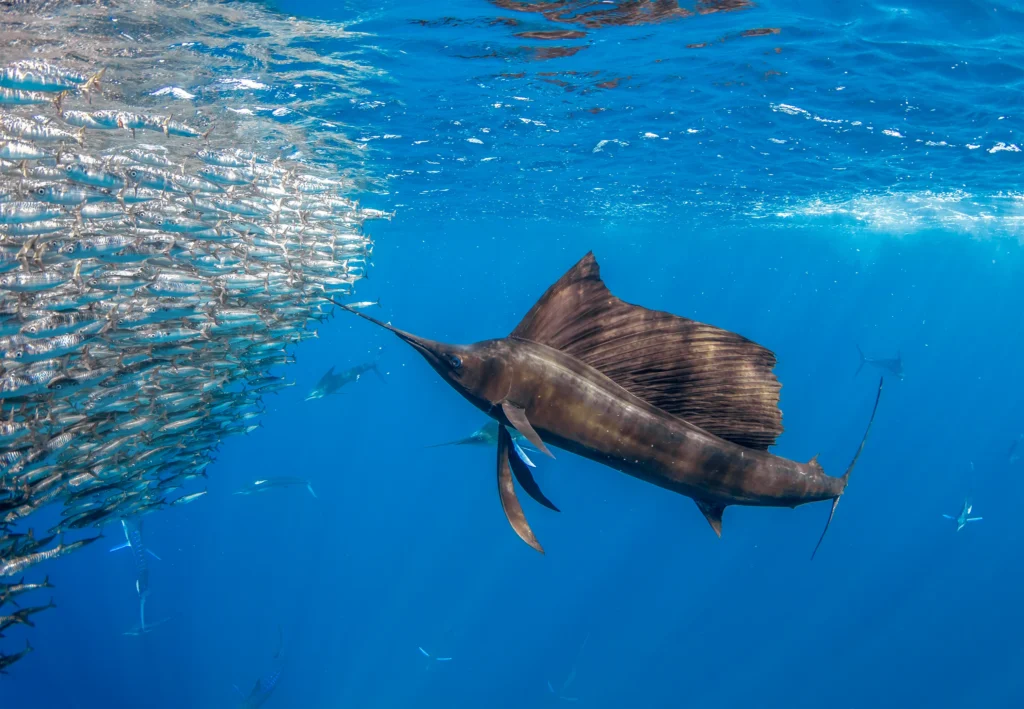Sailfish diving